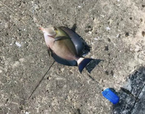 宮古島という旅先で釣りがしたいあなたへ贈る【釣りスポット4選＆コツ】