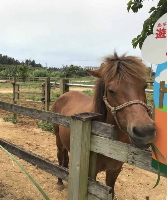 宮古馬