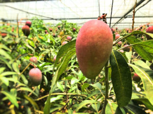 【ユートピアファーム宮古島】は『雨でも観光ができる!』貴重な農園見学と絶品マンゴーソフトを堪能!